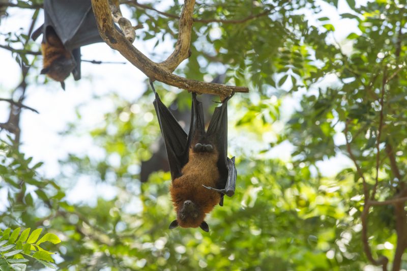 Fall Bat House Placement